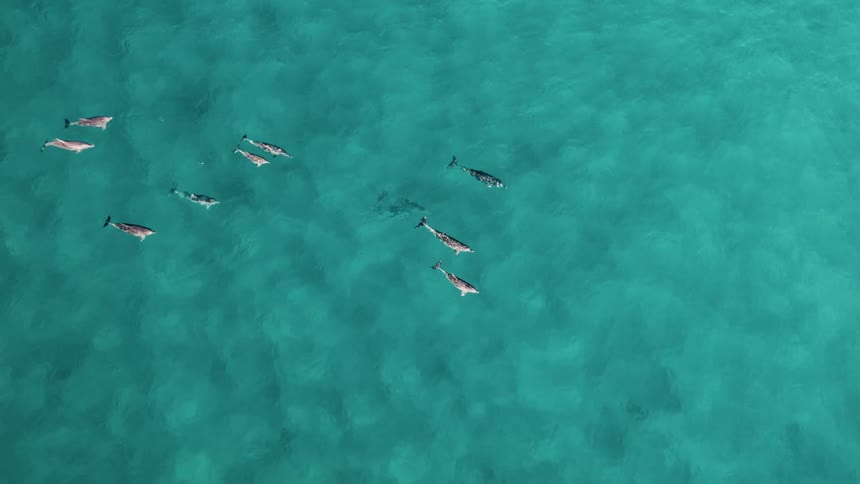 Aerial of a pod of dolphins swimming in torqouise ocean waters