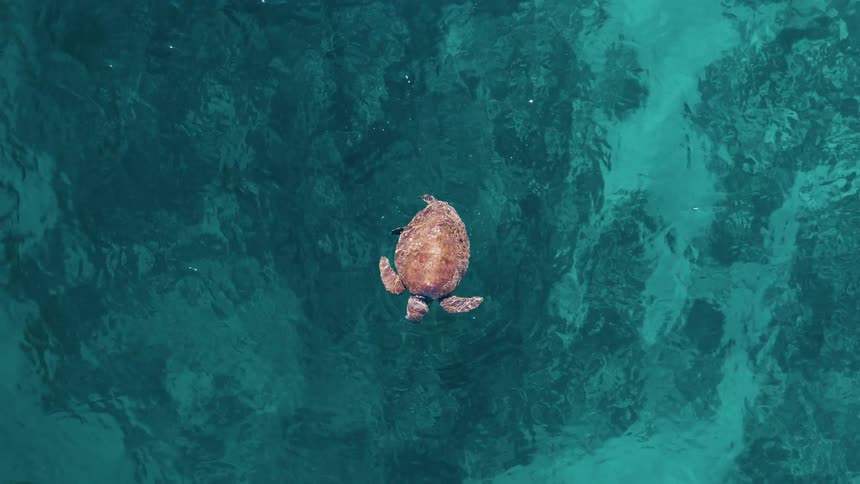 Aerial of a sea turtle swimming in the ocean