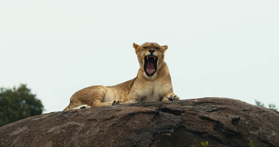 Attentive lioness lying on top of a rock