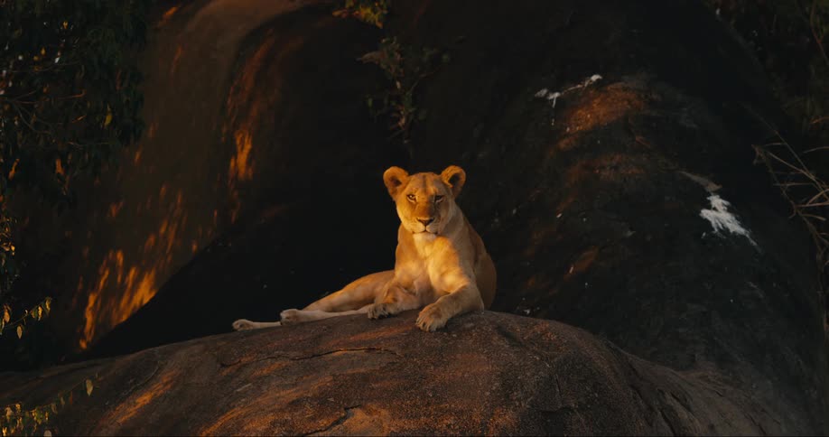 A female lion lies still on top of a large boulder