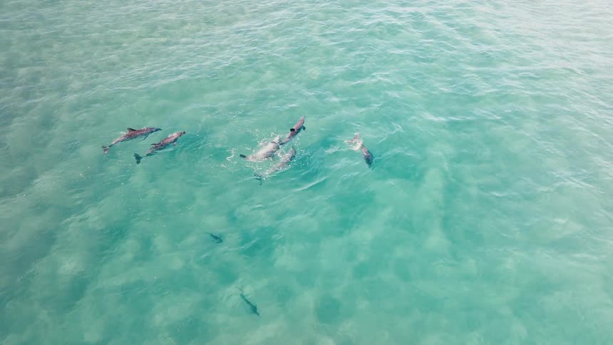 A pod of dolphins swims through clear turquoise water