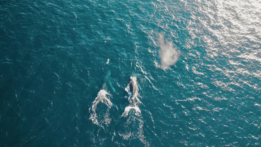 Aerial shot of a whale near the ocean surface