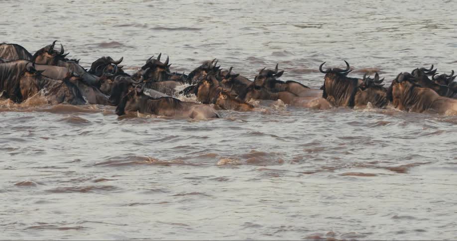 An image of bulls crossing a river
