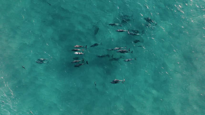 Group of dolphins swimming in the same direction