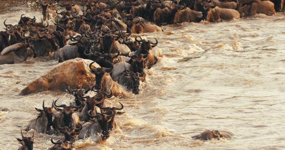 Group of wildebeest running across a river