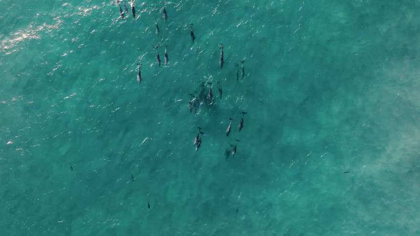 A pod of dolphins swims through clear turquoise water
