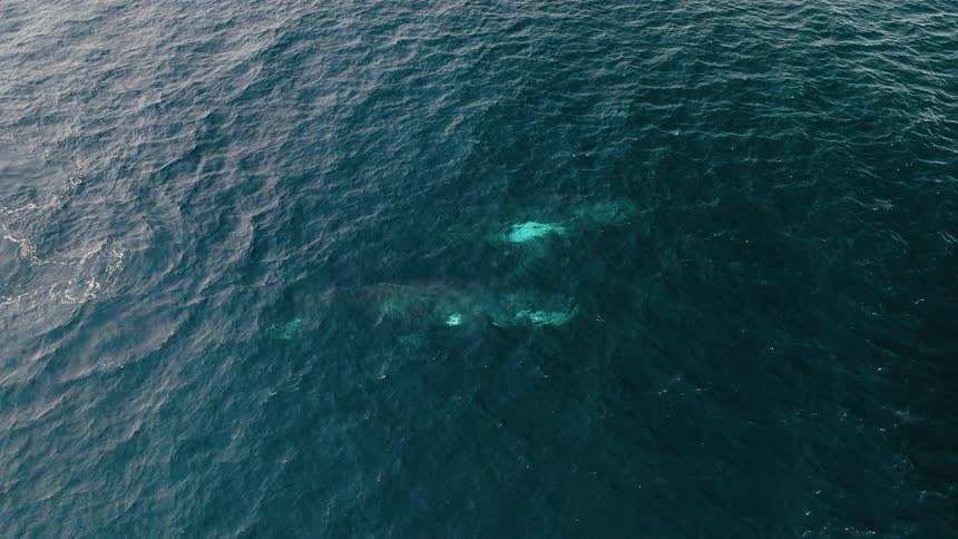 Two whales swimming next to each other in the ocean outdoors during daytime
