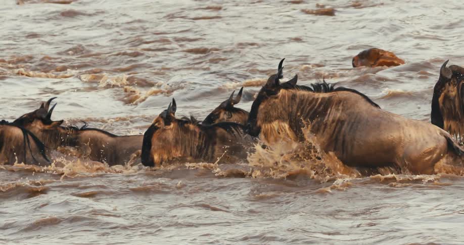 Several wildebeests are crossing the water of a dark colored river and they are jumping to pass faster