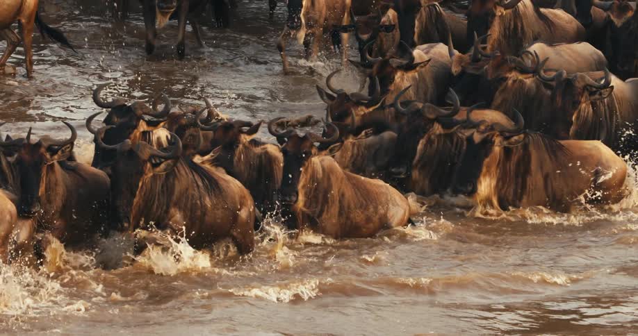 A large herd of wildebeest cross a river