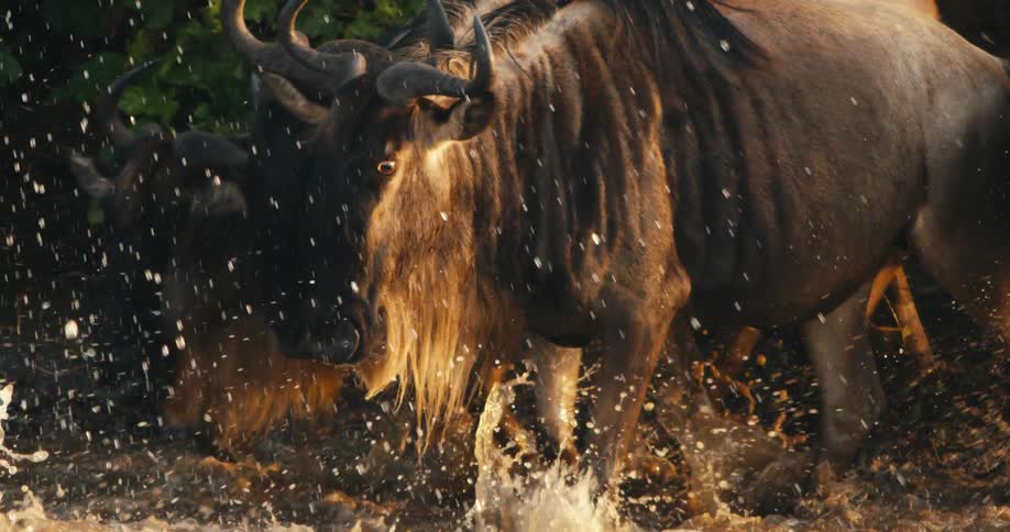 Wildebeest crossing a river during the day in the jungle