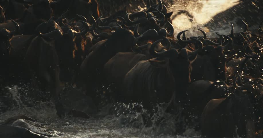 A large herd of wildebeest are crossing a river