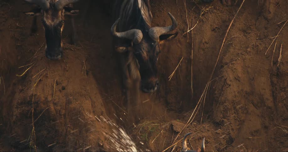 Group of wildebeest descending a ravine towards a river