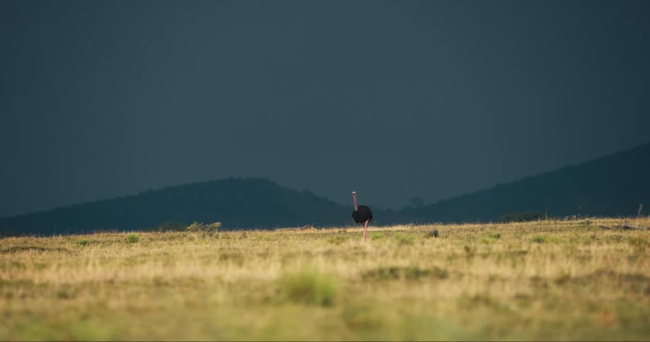 A lone ostrich walks in a grassy field with a dark stormy sky in the background