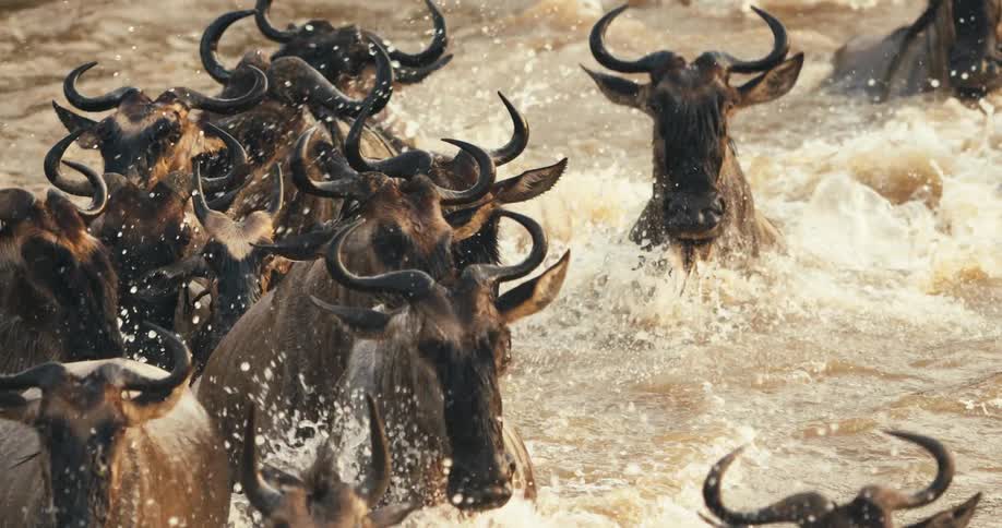 Group of wildebeest running in the river