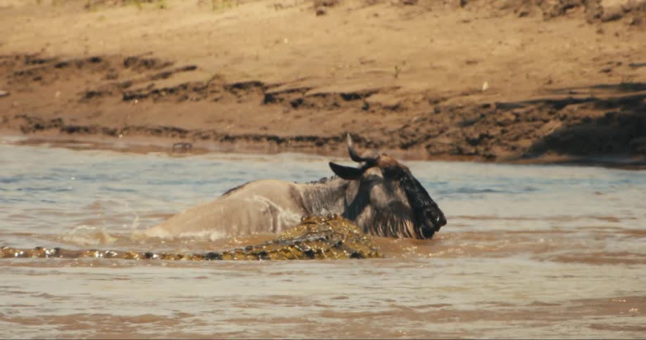 A wildebeest struggling to get out of the water and a crocodile bites him