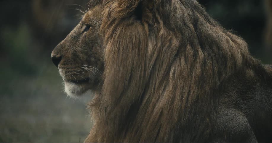 A majestic lion in profile gazing into the distance with its mane flowing