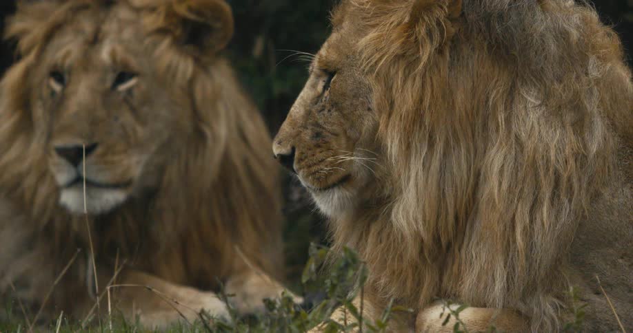 Two lions resting in the grass with rain coming down around them