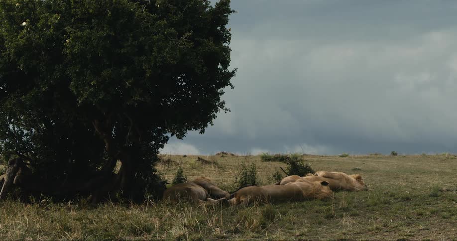 Male lions lying down on the ground next to a tree on grassy plain lands outdoors during day time