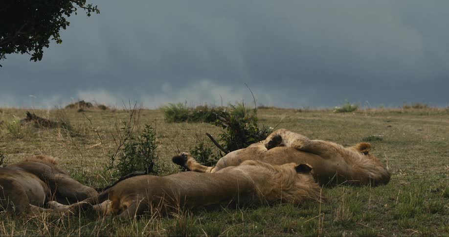 Group of lions sleeping in the jungle on a cloudy day