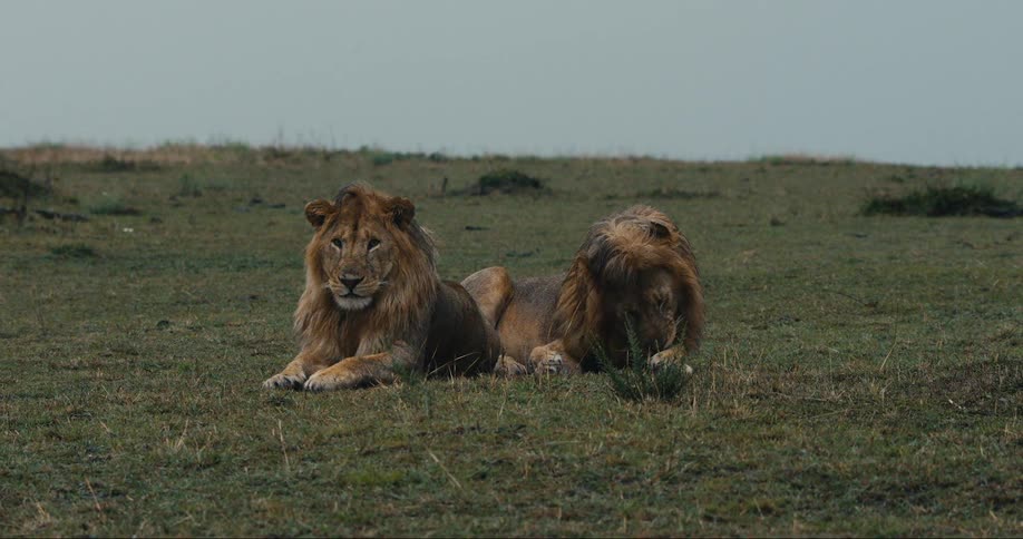 Two male lions rest in a grassy field