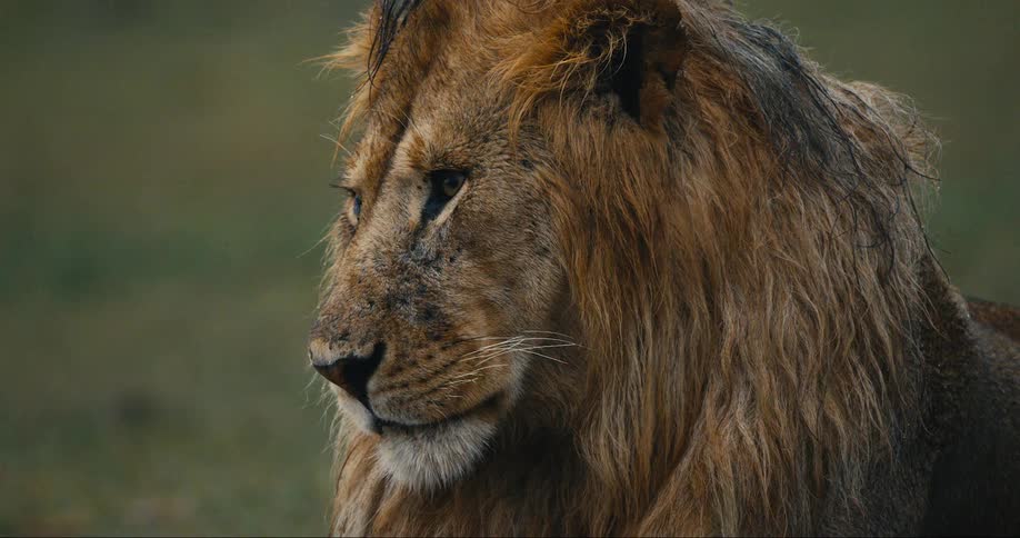 A majestic lion stares intently into the distance