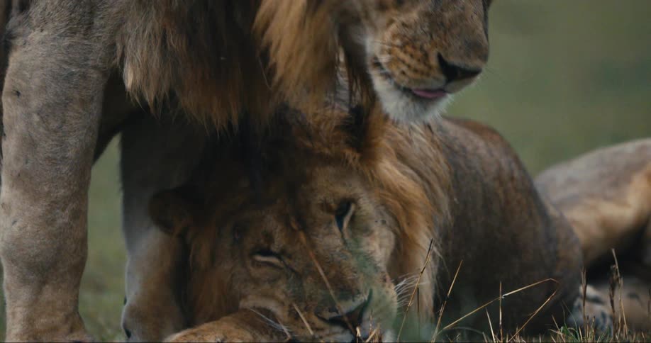 One lion nuzzles another lion that is laying in the grass