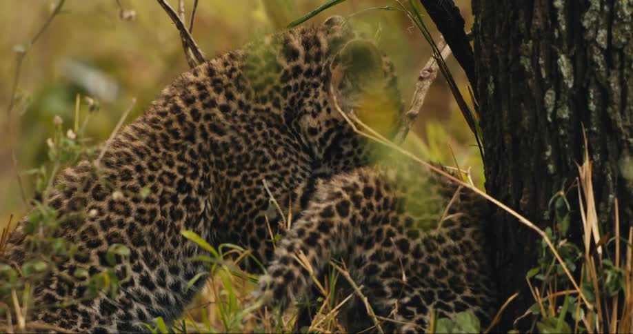 Two young leopards are playing and interacting with each other in tall grass near a tree