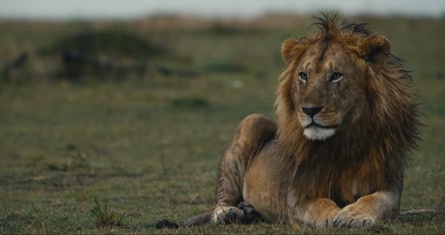 Lion lying in the grass in a savanna during the day