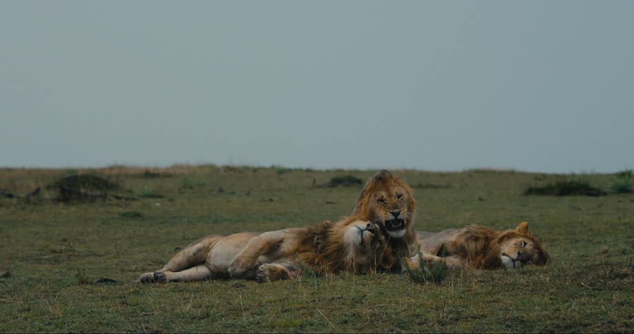 Male lion flops on the ground next to its sibling while three lions lounge in a field during the day