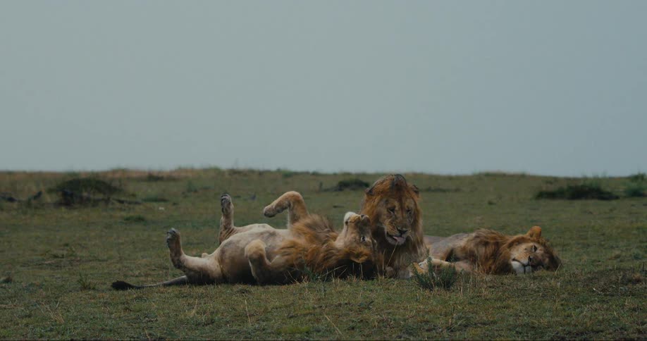 Three male lions lounge and doze in the grass of a field during the day