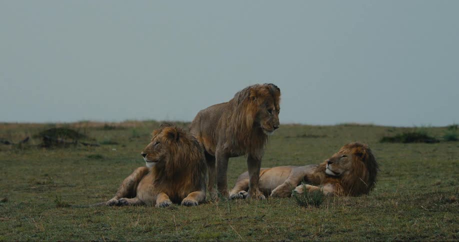 A pride of three lions rest in a grassy field with a lightning bolt striking in the distance