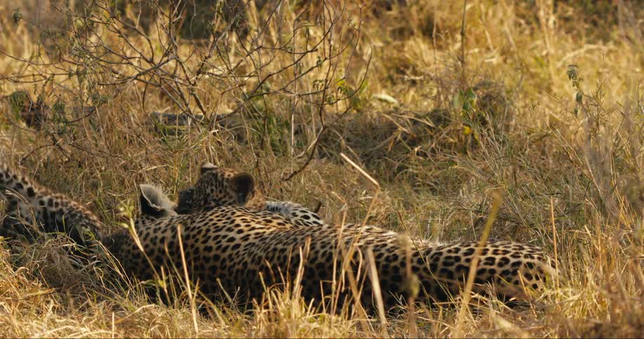 Two leopard cubs playing with their mother lying down in the jungle
