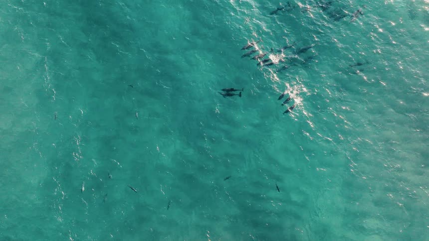 A clip of fishes in the sea