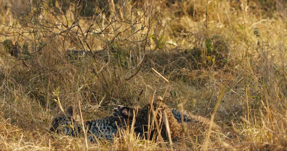 Two leopards play in a grassy field