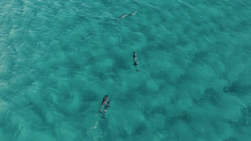 A pod of dolphins swims through clear turquoise water