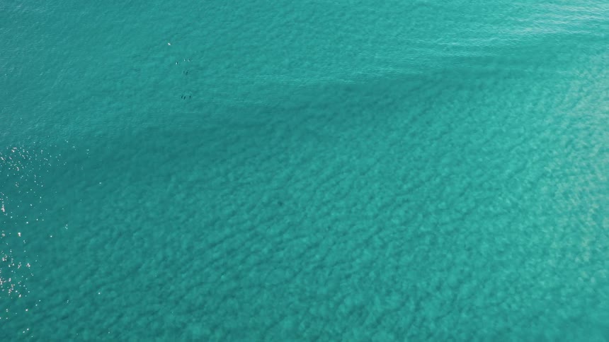 An aerial view of a pod of dolphins swimming in turquoise waters