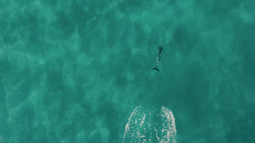An aerial view of a dolphin swimming in crystal clear water and it rises to the surface a few times and sinks again