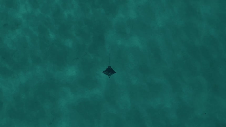 A manta ray swims gracefully through clear blue water