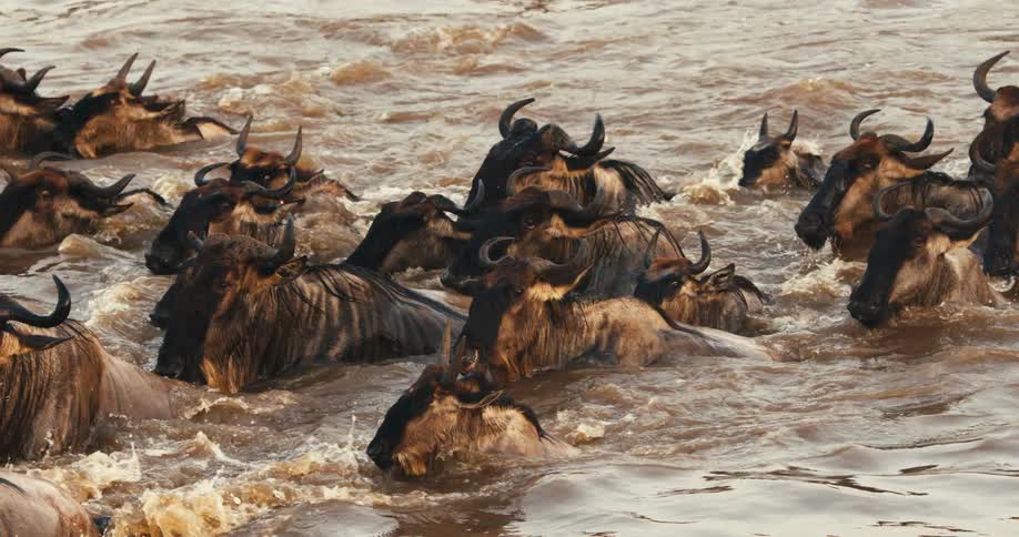 A large herd of animals cross the river