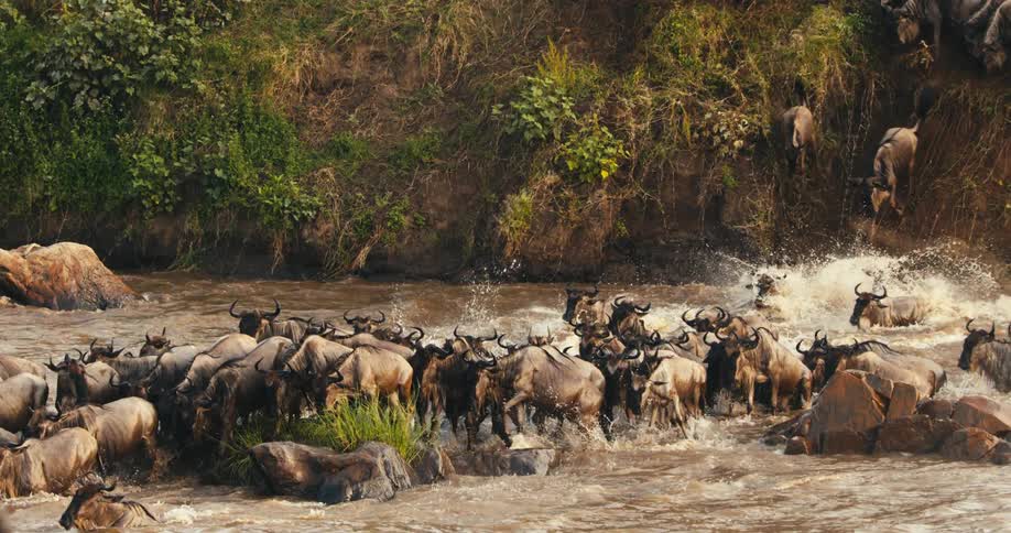 Large number of wildebeest crossing a river in the jungle