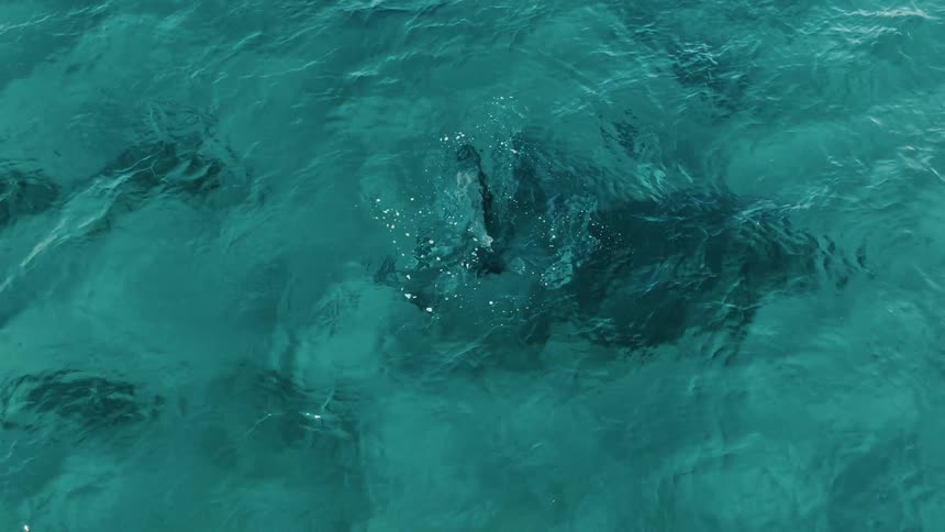 A pod of dolphins swims through clear turquoise water