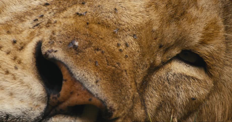 A closeup of a lions face with flies buzzing around its nose and eyes