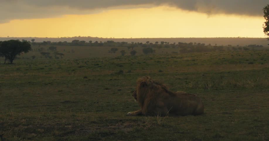 A lion lays in a grassy field at sunset
