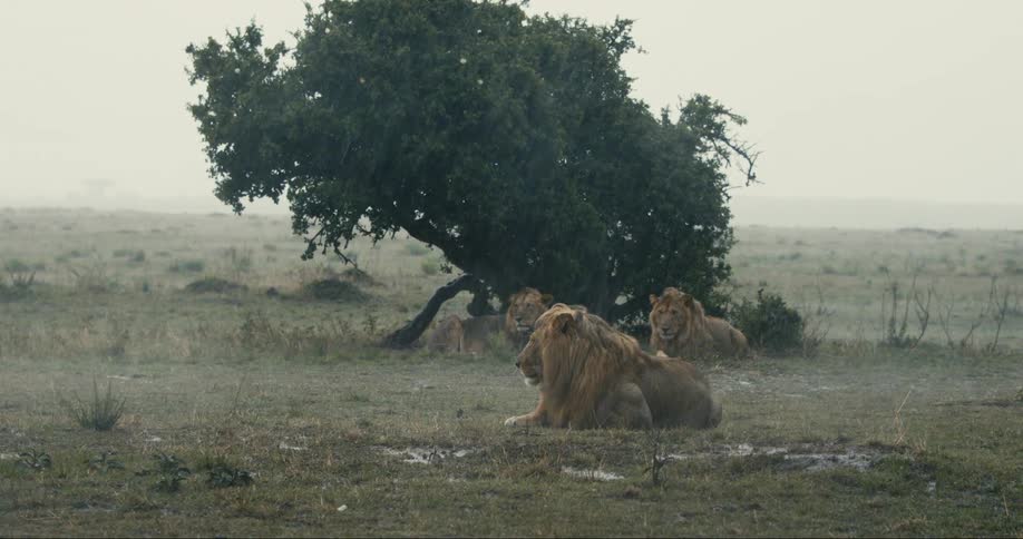 A clip of lions sitting out in the rain