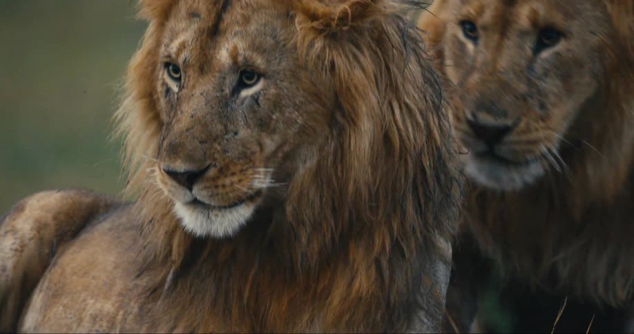 Lion getting angry with the other one lying next to him
