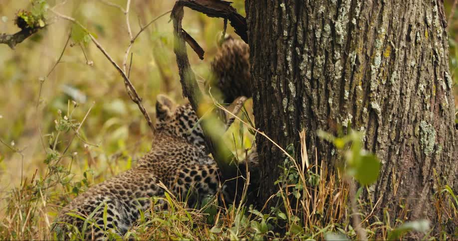 A clip of cubs playing in the bush