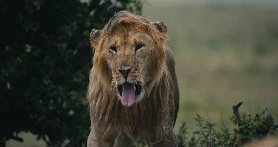 Lying lion gets up and stretches