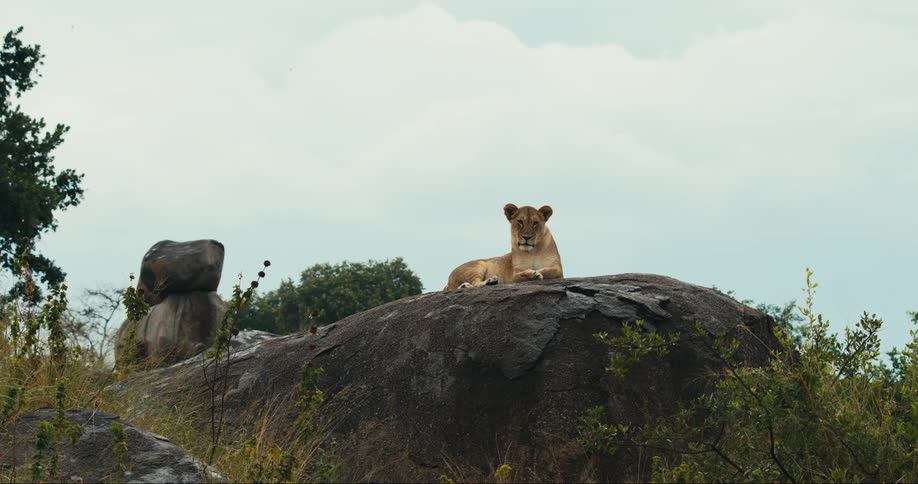 A lioness lounges on a rock surveying the landscape