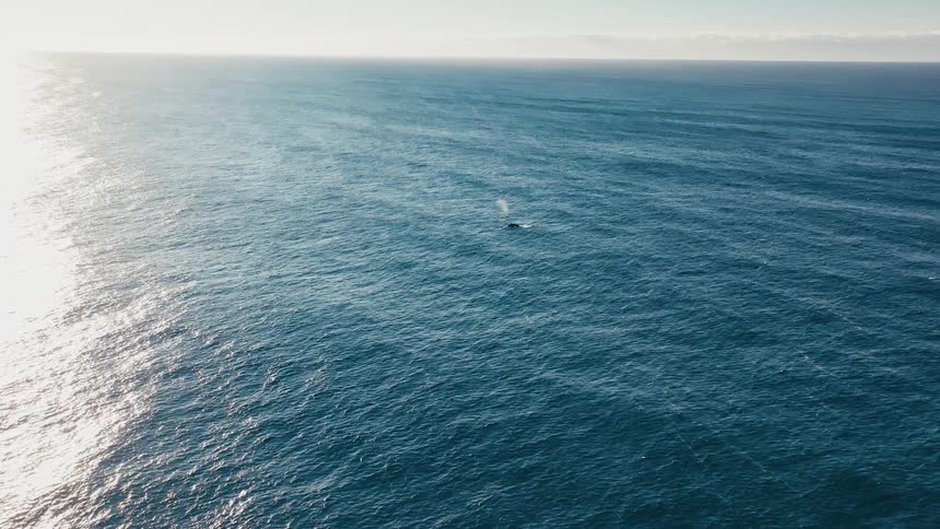 Aerial view of a marine animal in a vast blue ocean