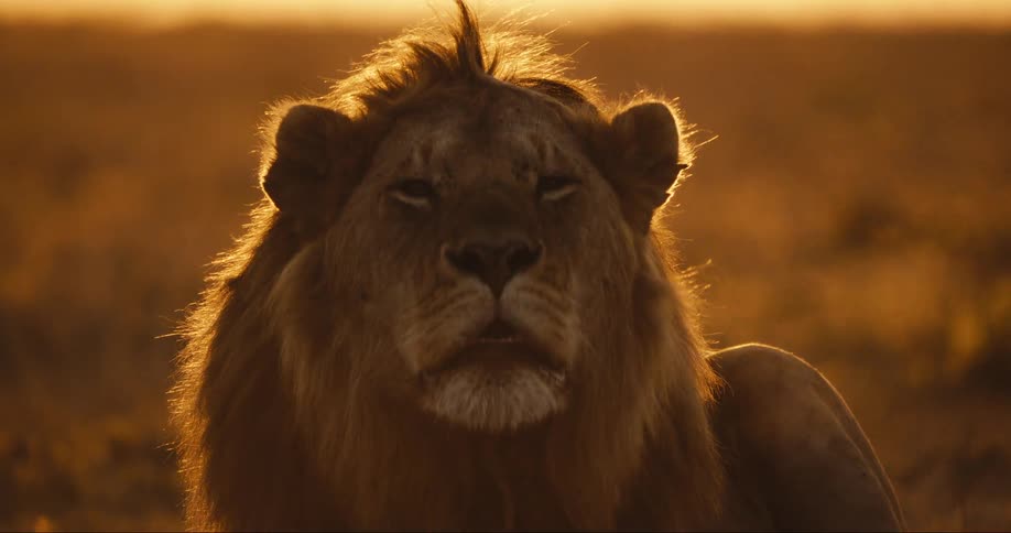 Lion lying in the jungle roaring